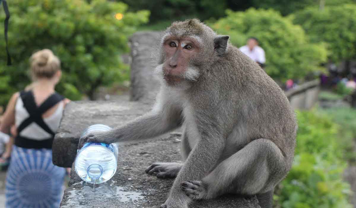 Monkey at Uluwatu Temple | Bali Golden Tour